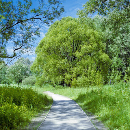 Park trail between the trees in summer morning