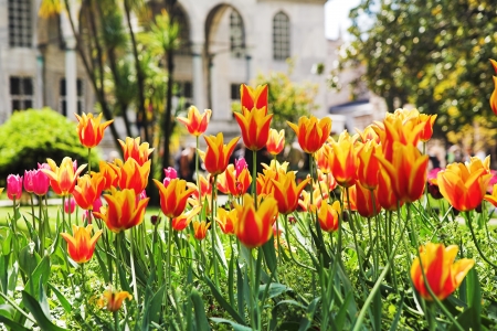 Tulips in Topkapi Palace, Istanbul, Turkeyの写真素材
