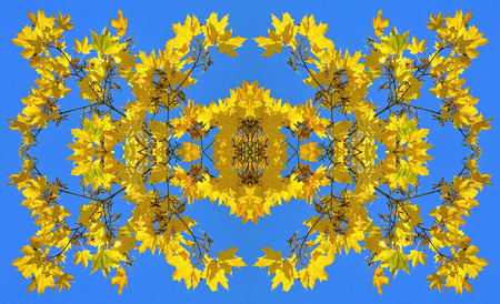 Symmetrical image made of the photo of yellow maple leaves on the background of blue skyの写真素材