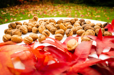 Whole walnuts with yellow red, and brown dry autumn leaves on white table, in a conceptual image for harvest, thanksgiving.の写真素材
