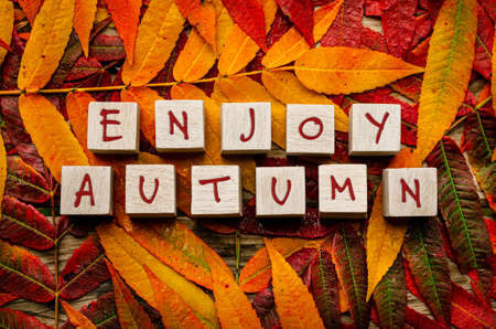 Colorful autumn leaves on gray wood with the words enjoy autumn on wooden blocksの写真素材