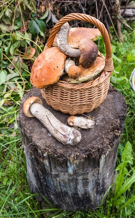 Forest mushrooms in the basket on the stumpの写真素材