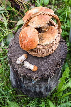 Forest mushrooms in the basket on the stumpの写真素材