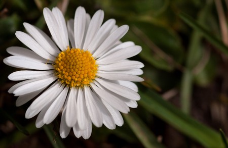 White Daisy on blurred background.の写真素材