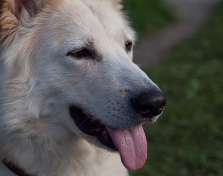 Close up of beautiful white mongrel medium size. の写真素材