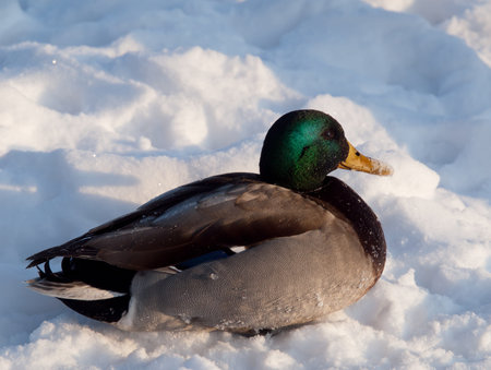 Duck sitting in the snow on a clear winters day.の写真素材
