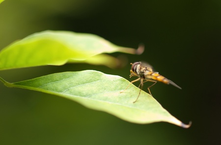 Flower fly sitting on a green leaf with green background.の写真素材