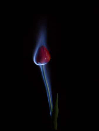 Russia - 10.05.2016 - Tulip on fire in the dark keyの写真素材