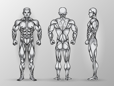 Anatomy of male muscular system, exercise and muscle guide. Human muscles vector art, front, back, side view. Vector illustration of strong man, strength trainingのイラスト素材