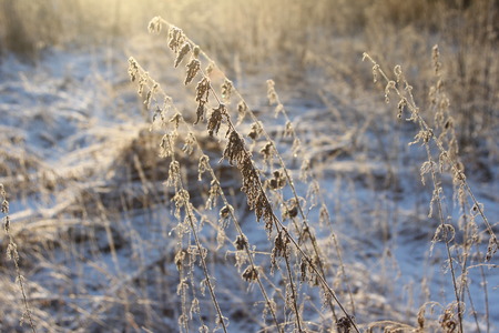 Dry reed in winter against the sky. Horisontal viewの写真素材