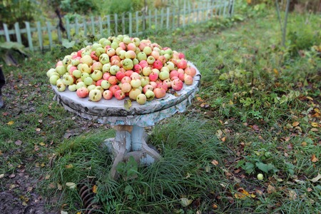 Green red apples lie on an old wooden table outdoor in the gardenの写真素材