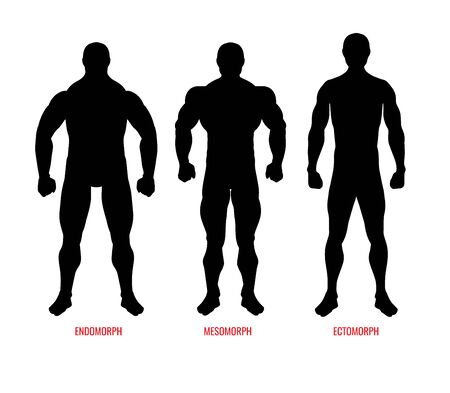 Men body types diagram with three somatotypes vectorのイラスト素材