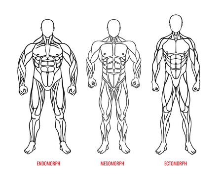 Men body types diagram with three somatotypes vector illustration. Ectomorph, mesomorph, endomorph black outline silhouettes front view. Vector illustration eps10のイラスト素材