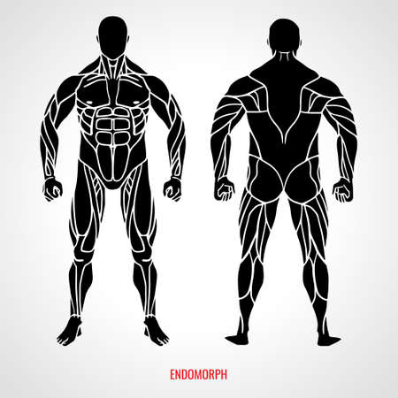 Body Type Endomorph. Front and back view. Vector illustrationのイラスト素材
