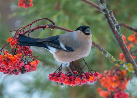 Bullfinch sits on a branch of a red mountain ash on a frosty winter morningの写真素材