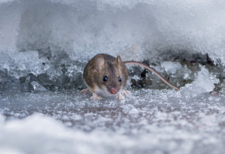 A field mouse, on a frosty winter morning, crawled out of a hole made in deep snow in search of foodの写真素材