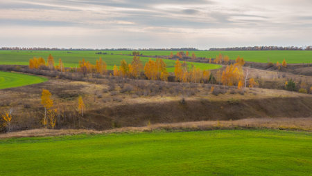 Series photos of autumn nature, green fields with winter shoots surrounded by yellow autumn trees during leaf fallの写真素材