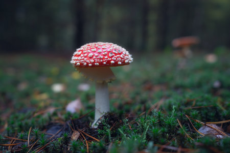 Close-up of red fly agaric muscarius against the background of an autumn forest on a rainy morning