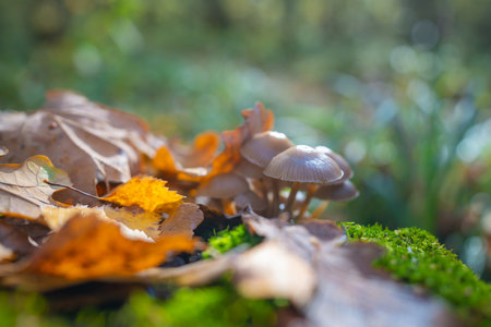 Fallen autumn leaves and mushrooms growing on a moss-covered stump in the autumn forestの写真素材