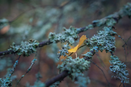 An autumn yellow leaf fell on an old branch overgrown with moss and lichen