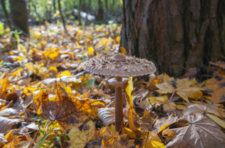 Macrolepiota mushroom close-up in the autumn forest among fallen leavesの写真素材