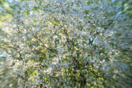 A blooming cherry branch photographed with a special lens giving a magnificent bokeh, background