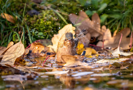 A finch bird sat down on a pond strewn with fallen leaves to swim and brush its feathersの写真素材