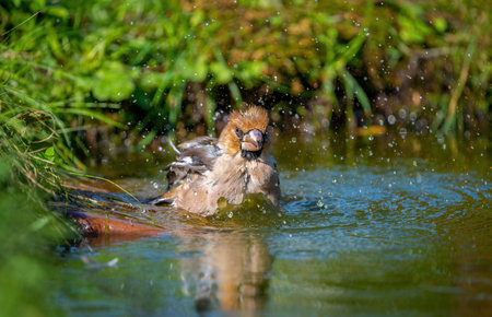 Hawfinch bird bathing standing in a pond close-upの写真素材