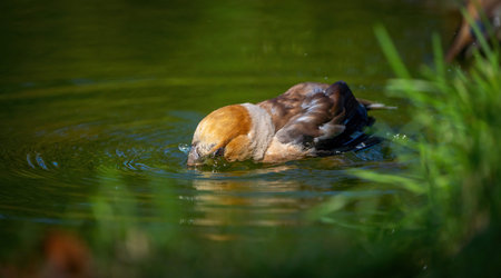 Hawfinch bird bathing standing in a pond close-upの写真素材