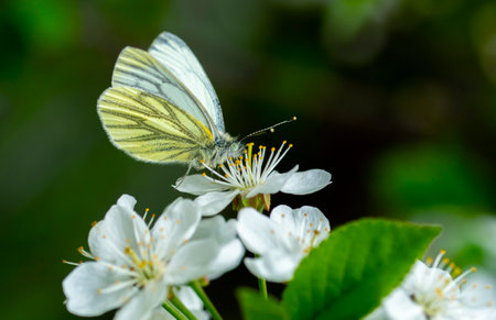 close up of a rutabaga butterfly of the family belyanok sitting on a cherry blossom on a dark backgroundの写真素材