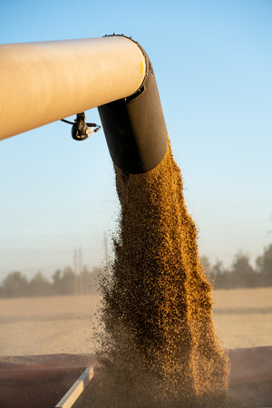 the harvester pours the ground grain into the truck on the field during harvest.の写真素材