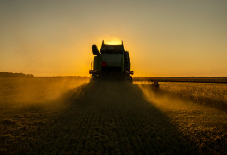 Harvesting grain in a field of barley at sunset, harvesters collect grain in the Golden hour against the background of the setting sunの写真素材