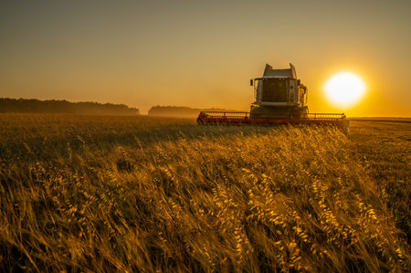 Harvesting grain in a field of barley at sunset, harvesters collect grain in the Golden hour against the background of the setting sunの写真素材