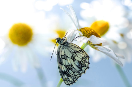 the Galatea butterfly hangs upside down on a Daisy petal against a background of daisies and blue...