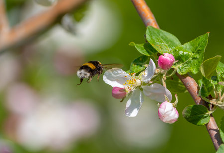 A shaggy bumblebee flies up to the flower of a blooming apple tree to collect nectar and pollinate the plant on a sunny spring morningの写真素材