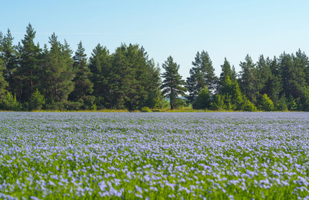 A blue field of flowering flax on a sunny cloudless morning against the background of a forest and a...