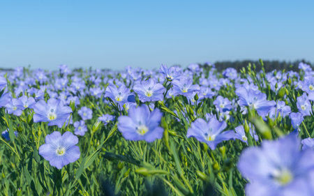 Blue flowers of blooming flax on a sunny morning close-up on a flax field