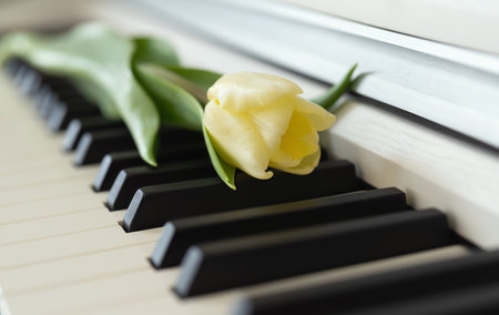 A white tulip flower lies on the keys of a white pianoの写真素材