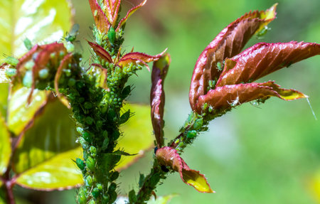 A large colony of aphids settled on the young shoots of a rose close-up