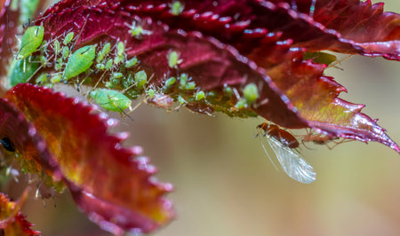 A large colony of aphids settled on the young shoots of a rose close-up
