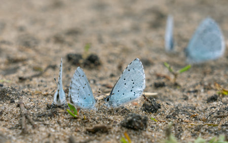 Shasta Blue butterflies sit on a dried-up puddle close-upの写真素材
