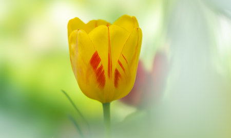 The tulip flower of the Olympic Flame variety is yellow-red in close-up on a colored blurred backgroundの写真素材
