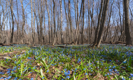 Scilla blooming in the spring wild forest, on a sunny morning