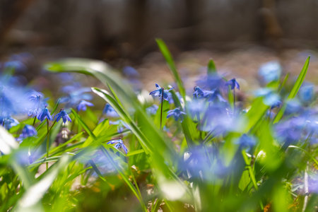 Scilla blooming in the spring forest close-up, bright sunny morning