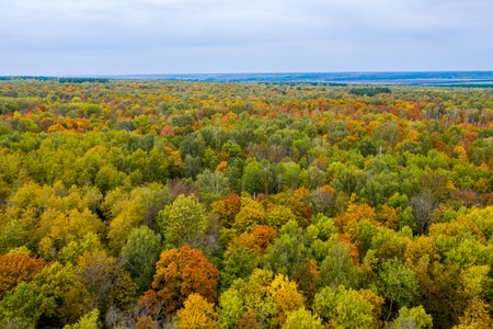 Aerial photography with quadrocopter autumn colorful forest, colorful bright caps of trees from a...