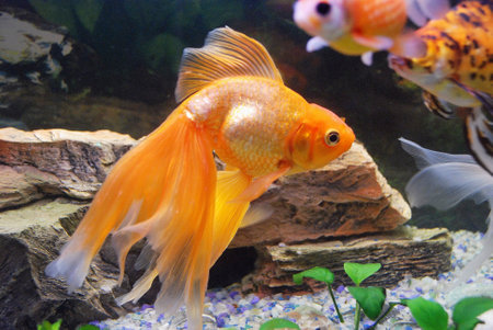 Goldfish swimming in the aquariumの写真素材
