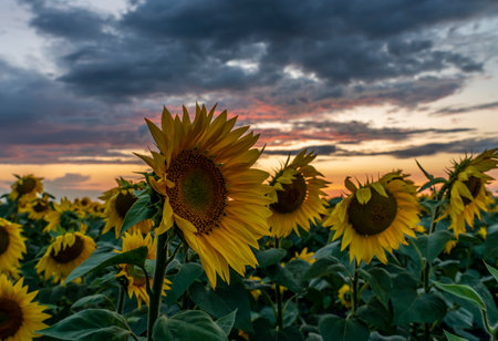 sunflowers close-up on the sunflower field on the background of a beautiful sunsetの写真素材