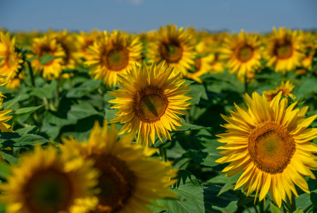 field of sunflower blooming bright yellow flowers against the blue sky