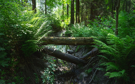 The old dense impassable forest of the island of Valaam