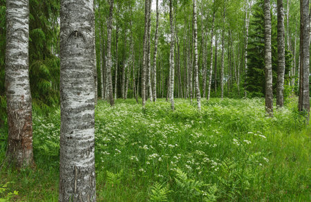 Flowering of herbs in a birch grove, the nature of the Russian northの写真素材
